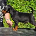 Dvärgpinscher