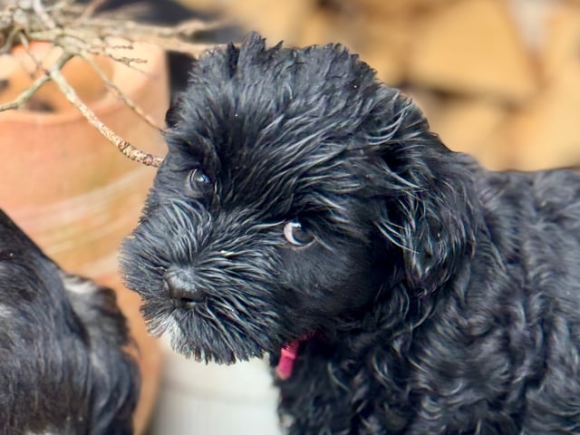 Tibetansk terrier
