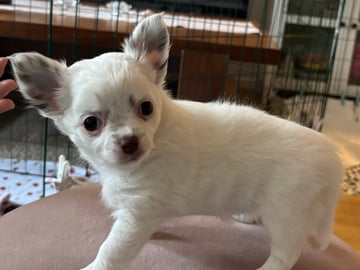 Chihuahua · Nacka · Andréa Fleischer