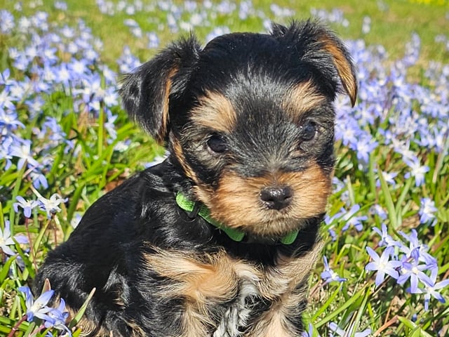 Yorkshire terrier