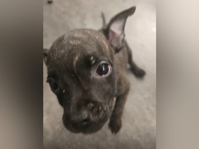 Staffordshire bull terrier