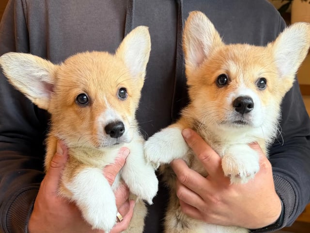 Welsh corgi pembroke