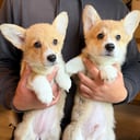 Welsh corgi pembroke