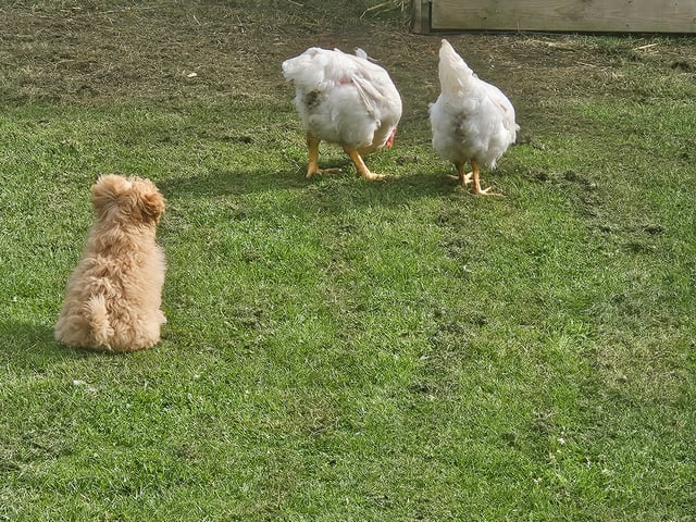 Blandras Dvärg pudel/ Bichon Havanais · Höör · Carola J.