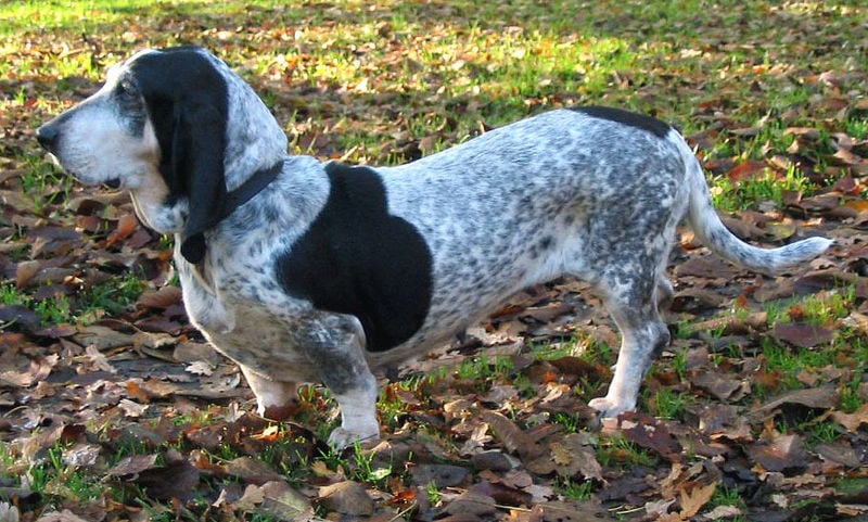 Basset bleu de gascogne
