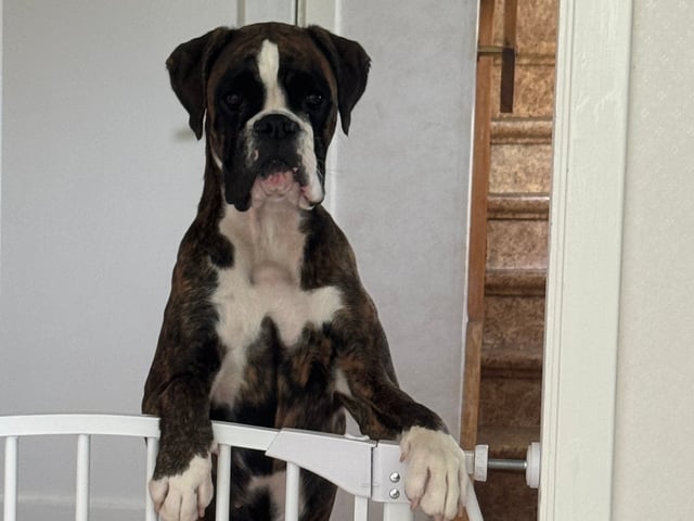 Boxer