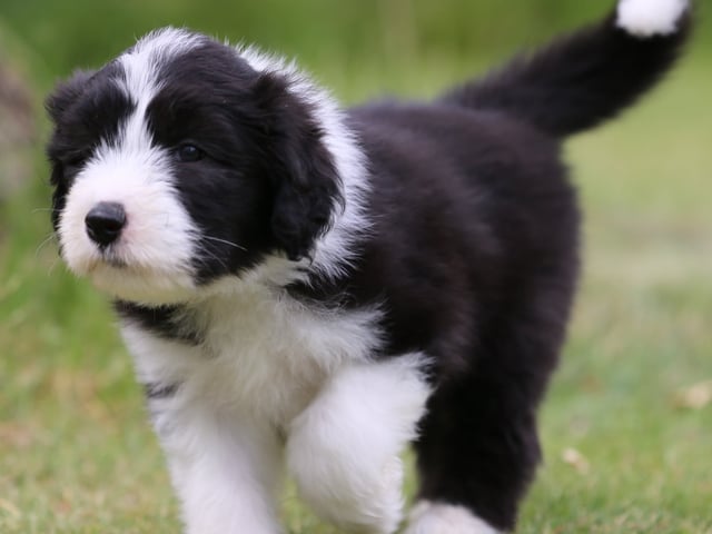 Bearded collie
