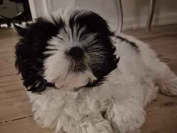 Shih Tzu · København Ø · Lisbeth J.