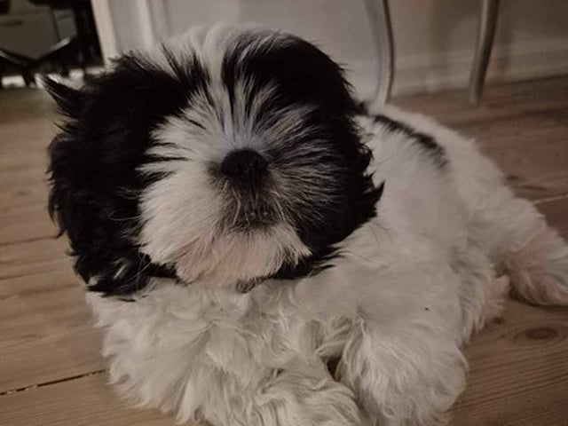 Skønne Shih Tzu hvalpe