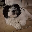 Shih tzu