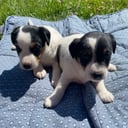 Dansk-svensk gårdhund
