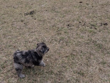 Kennel Dirgis