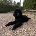 Standard Poodle