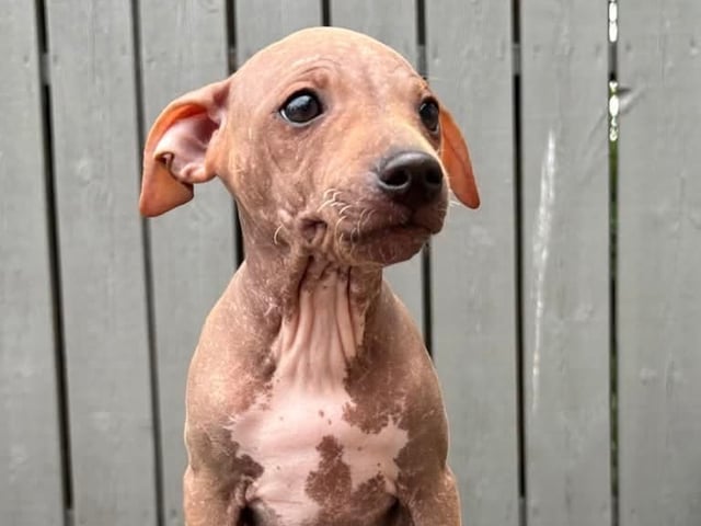 American Hairless Terrier