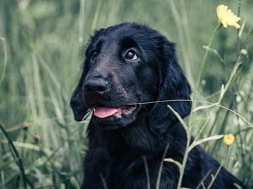 Puppy