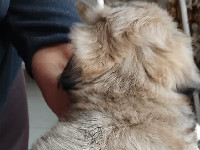 Shih Tzu