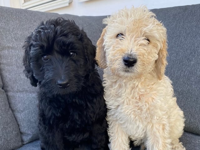 Labradoodle