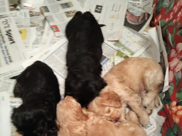 Babsan hund och kattklipp , babsans cockerpoo