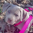 American Bully