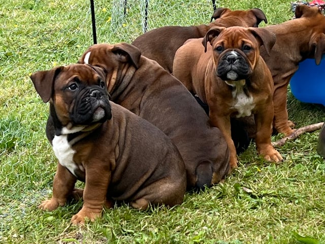 Olde English Bulldogge
