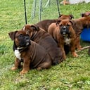 Olde english bulldogge