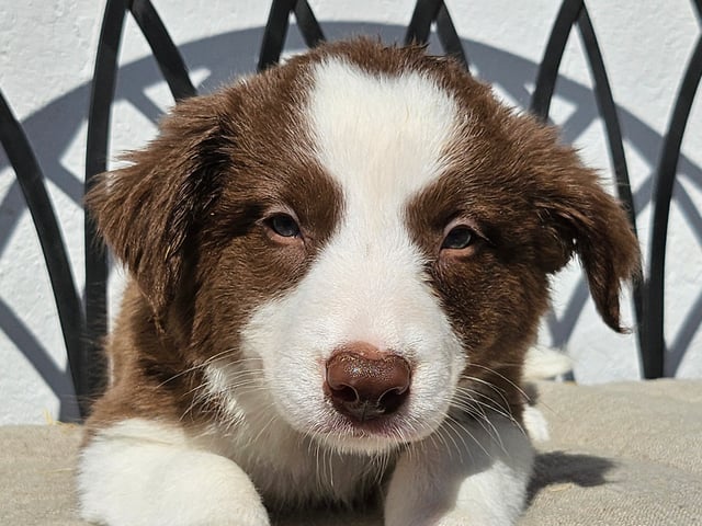 Border Collie