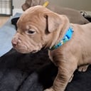 American Bully