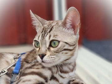 Bengal · Månkarbo · Eirwens