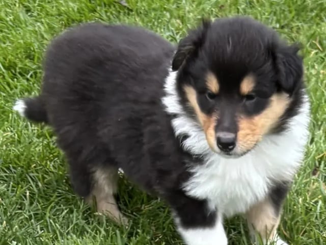Collie · Lye · Venke Garpestad
