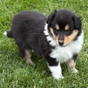 Collie
