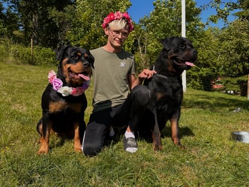 Kennel Lexander's