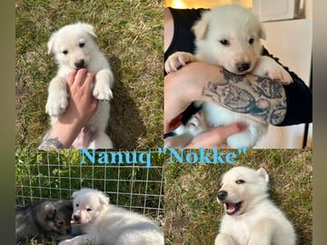 Nanuq "Nokke"