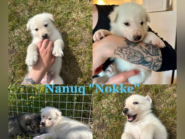valp: Nanuq "Nokke"