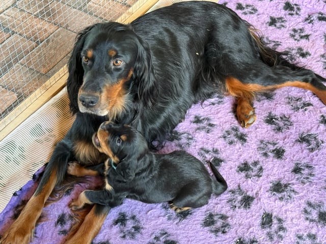 Gordon setter