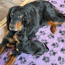 Gordon setter
