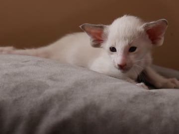 Oriental Adore Cattery