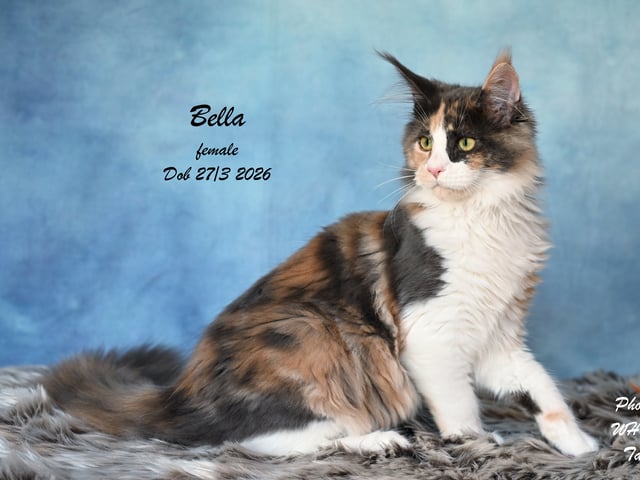 kitten: Bella