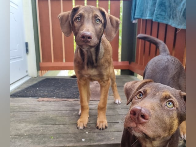 Xoloitzcuintle