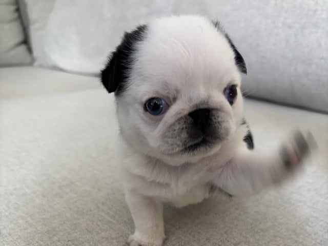 Mops