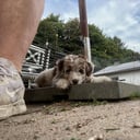 Aussiedoodle