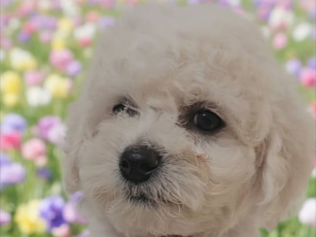 Bichon frisé