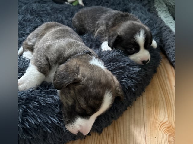Welsh corgi cardigan