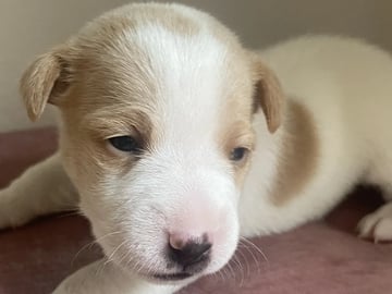 Dansk-svensk gårdhund · Rudshøgda · Sveahagen