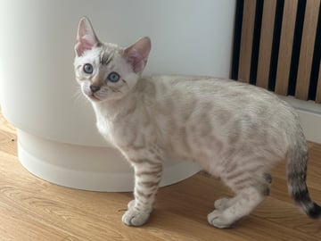 Enzo