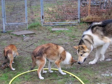 Greenland Dog · Espa · Anne Katinka Mossin