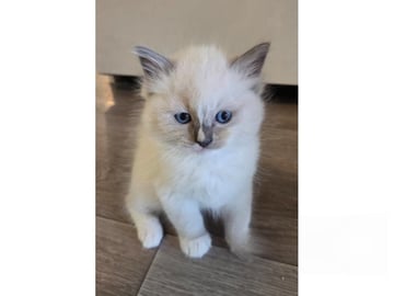 Ragdoll · Ankarsvik · SE*Stenvik's