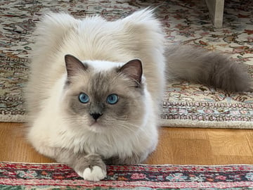Ragdoll · Limhamn · Rositza A.