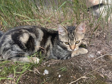 Bondkatt · Gnesta · Josefin J.