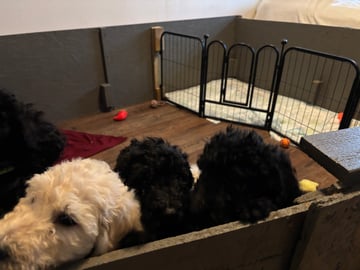Goldendoodle · Västerlanda · Lugnets kennel