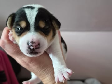 Dansk-svensk gårdhund · Båstad · Marinette Santesson